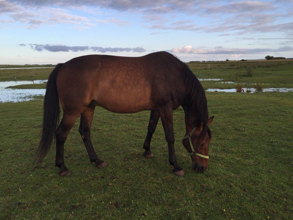 Standardbred Hej Kaj billede 14