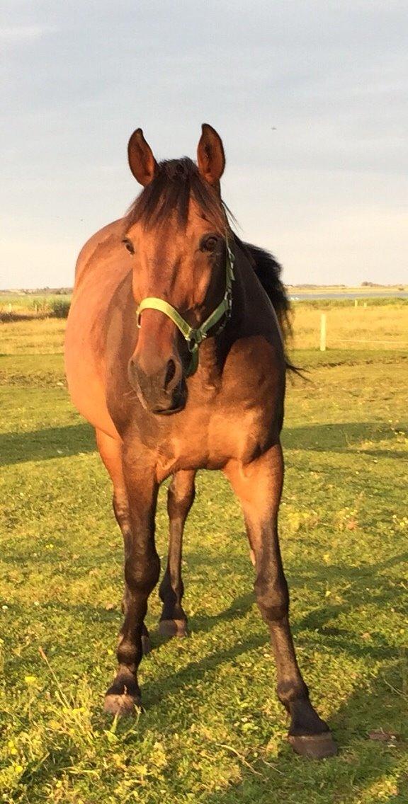 Standardbred Hej Kaj billede 15