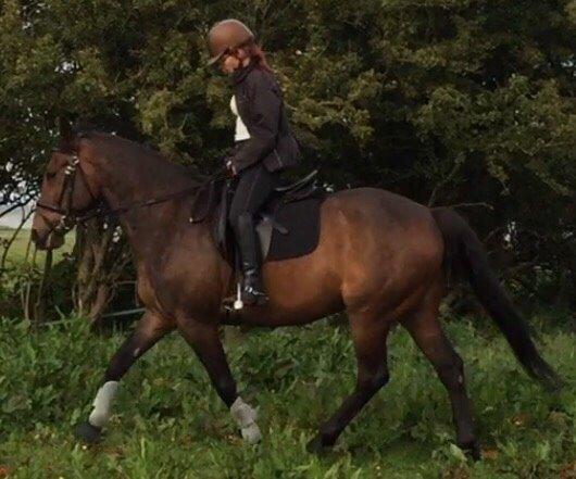 Standardbred Hej Kaj billede 17