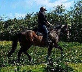 Standardbred Hej Kaj billede 18