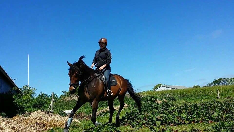 Standardbred Hej Kaj billede 19