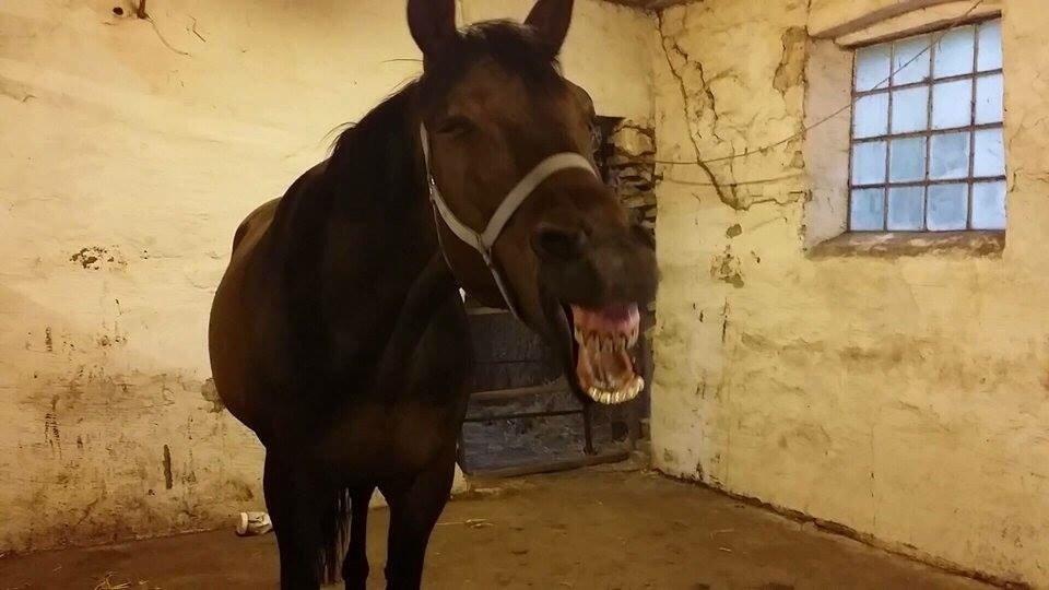 Standardbred Hej Kaj billede 20