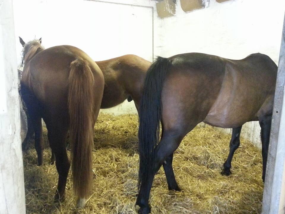 Standardbred Hej Kaj billede 6