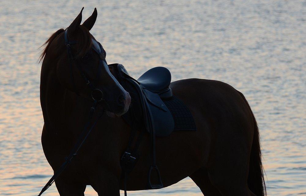 Arabisk fuldblod (OX) Itaya El Shaklan - d. 22 August 2015 - Itaya, første gang ved Havet. Haft rytter på kun 21 gange. billede 18