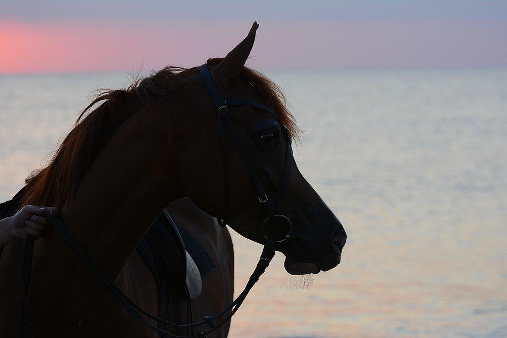 Arabisk fuldblod (OX) Itaya El Shaklan - d. 22 August 2015 - Itaya, første gang ved Havet. Haft rytter på kun 21 gange. billede 24
