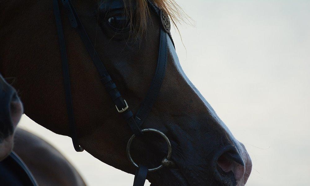 Arabisk fuldblod (OX) Itaya El Shaklan - d. 22 August 2015 - Itaya, første gang ved Havet. Haft rytter på kun 21 gange. billede 41