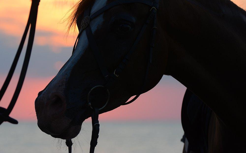 Arabisk fuldblod (OX) Itaya El Shaklan - d. 22 August 2015 - Itaya, første gang ved Havet. Haft rytter på kun 21 gange. billede 4
