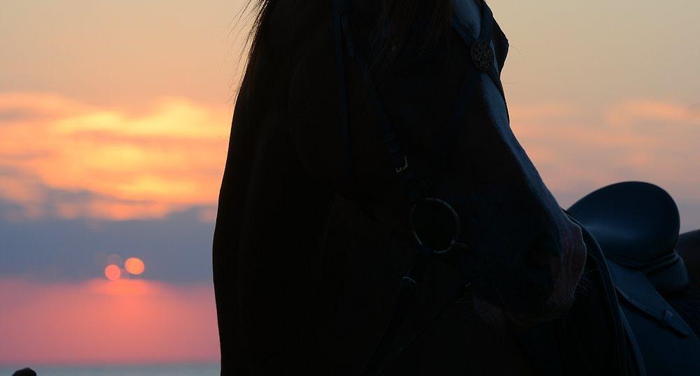 Arabisk fuldblod (OX) Itaya El Shaklan - d. 22 August 2015 - Itaya, første gang ved Havet. Haft rytter på kun 21 gange. billede 50