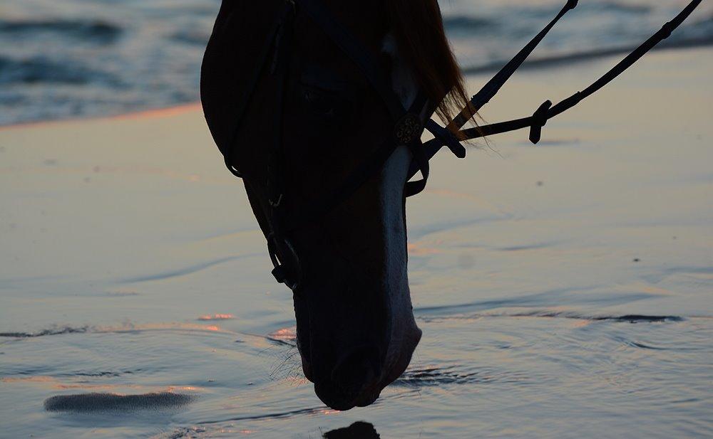 Arabisk fuldblod (OX) Itaya El Shaklan - d. 22 August 2015 - Itaya, første gang ved Havet. Haft rytter på kun 21 gange. billede 32