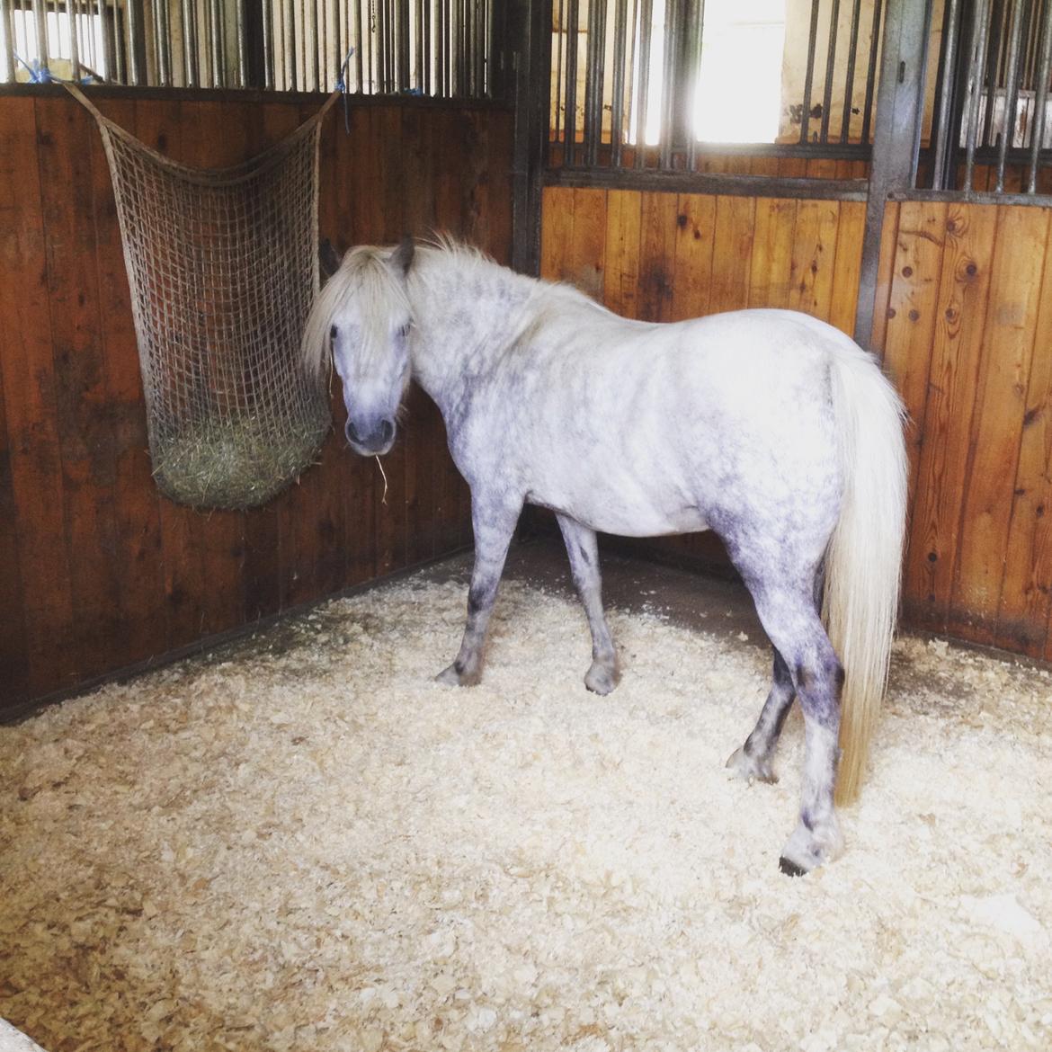 Anden særlig race Maybeline †   billede 2