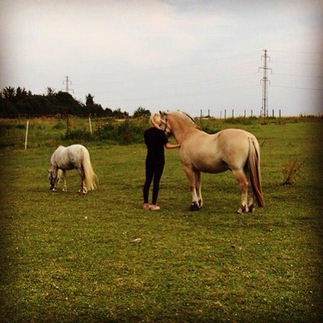 Anden særlig race Maybeline †   billede 5