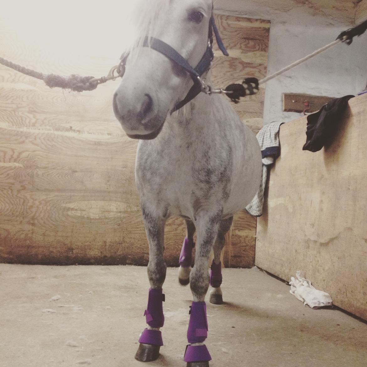 Anden særlig race Maybeline †   billede 8