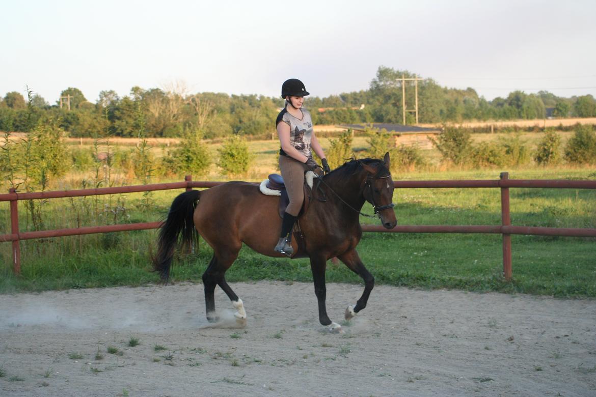 Dansk Varmblod Que Kimer - 23/8-15 billede 20