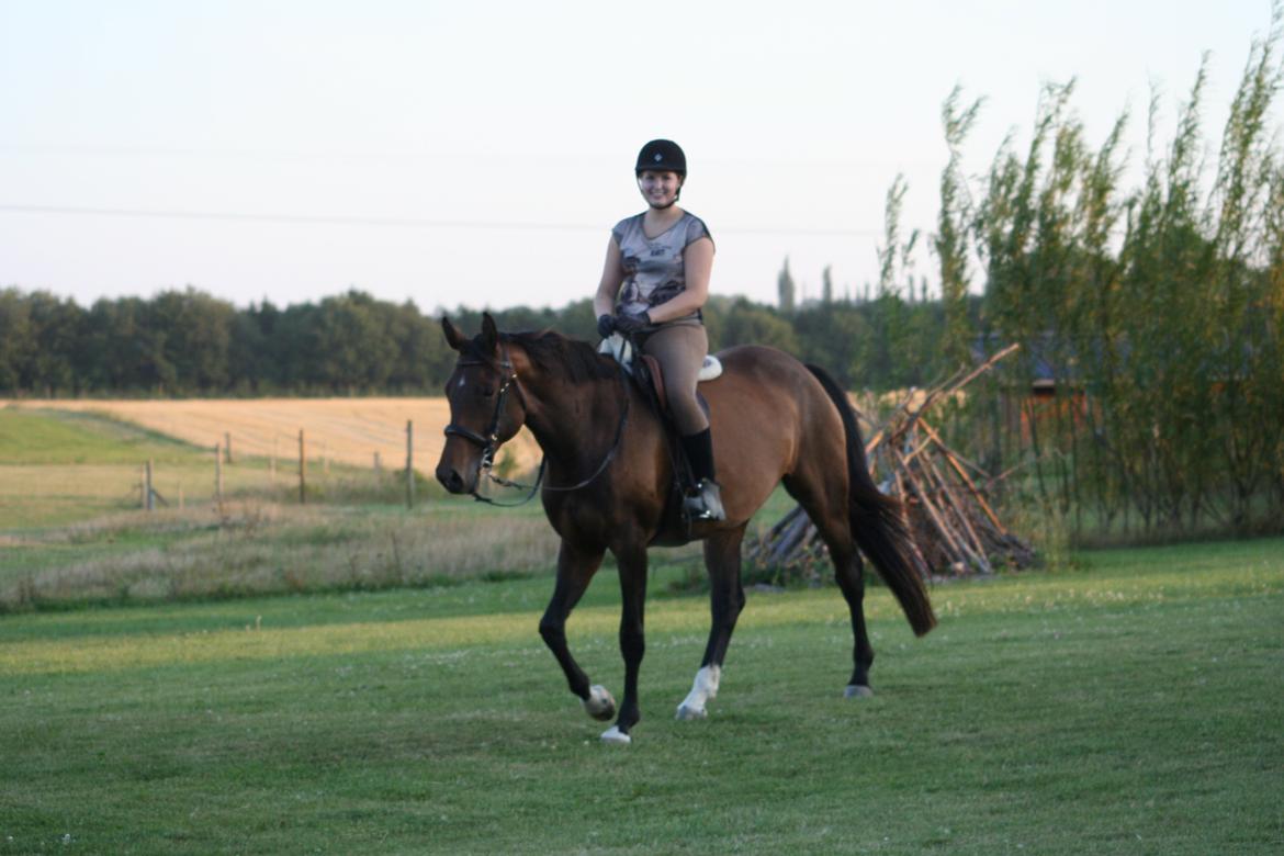 Dansk Varmblod Que Kimer billede 1