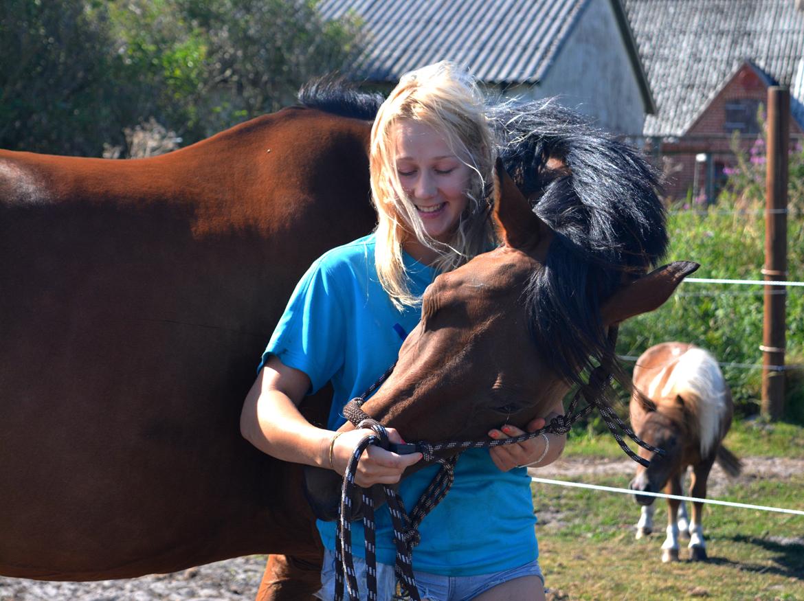 Dansk Varmblod Storgaards Aroma - Prinsessen elsker at give varme krammere <3 billede 15