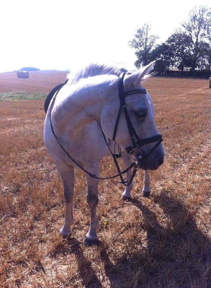 Connemara Sebastian Holmegård - En lille (gå)tur på stubmarken :) 23-08-2015 billede 7