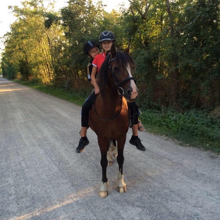 Welsh Cob (sec D) Velvet billede 1