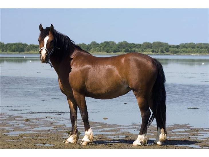 Welsh Cob (sec D) Velvet billede 4