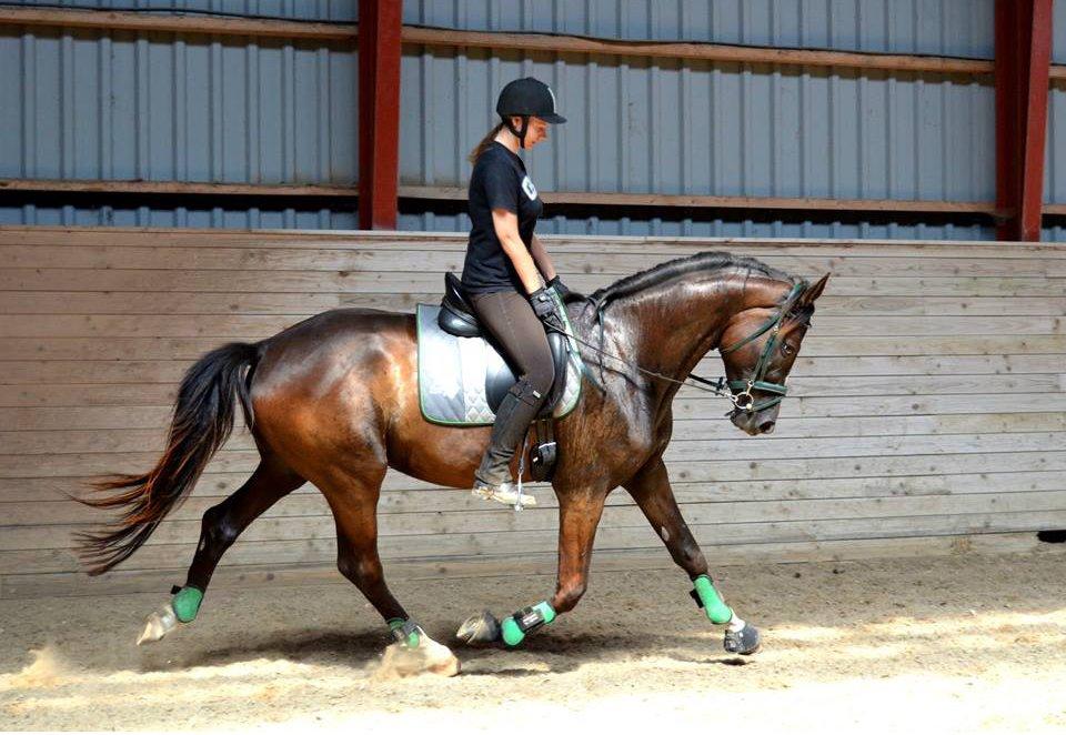 Trakehner Donauadler (Dicaprio) - Sommer 2015 - Næsten 2 måneder efter jeg fik ham. billede 21