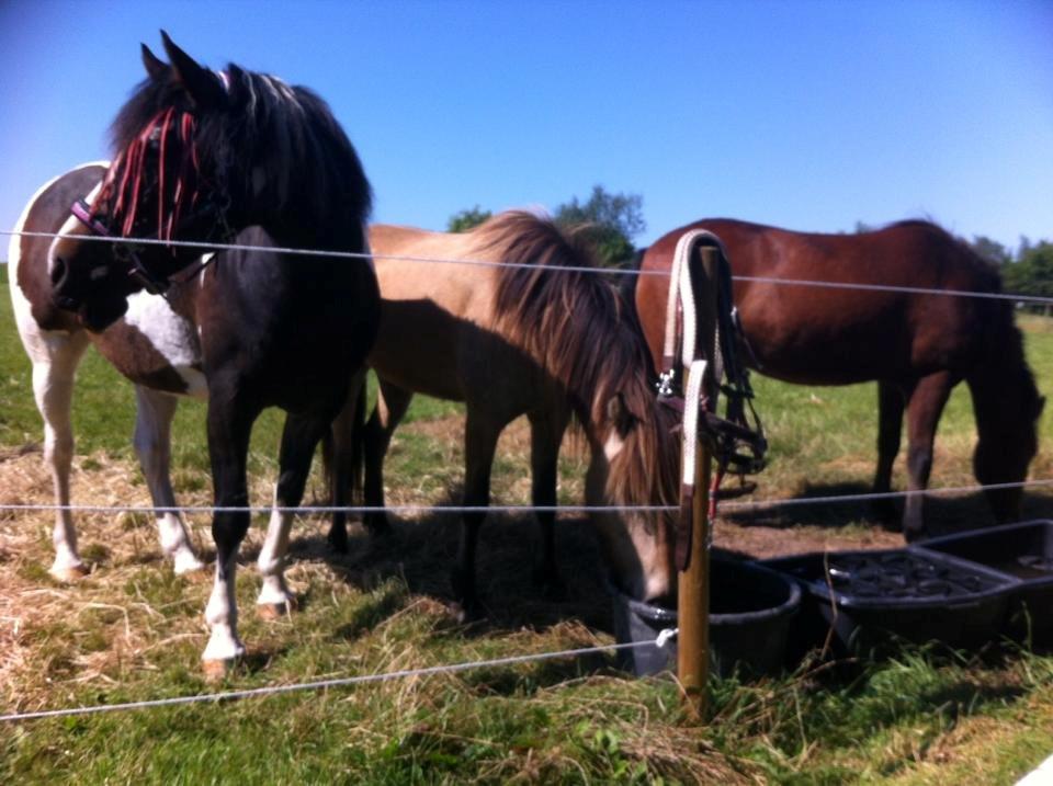 Anden særlig race Spirit  billede 17