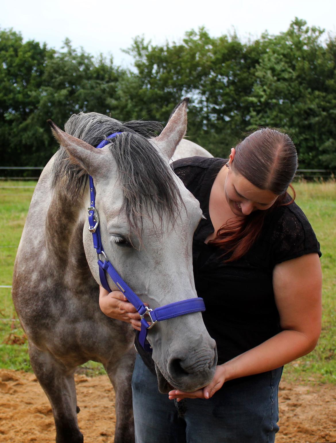 Dansk Varmblod Lambrié Vejen (Avlshoppe) - NYT: Osten med sin nye RBH grime :) billede 24