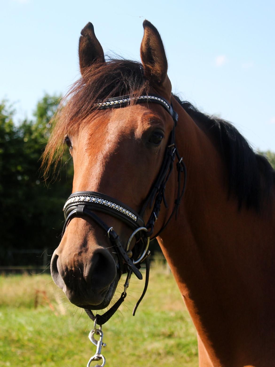 Dansk Varmblod Angel of music (SOLGT) *For evigt elsket <3* - NYT: Min lækre pige med trense på :) billede 6