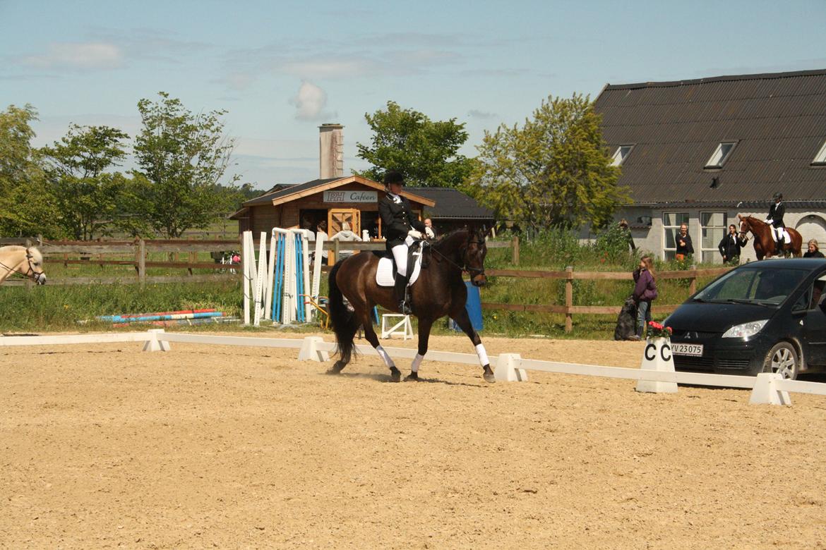 Trakehner TITUS billede 4