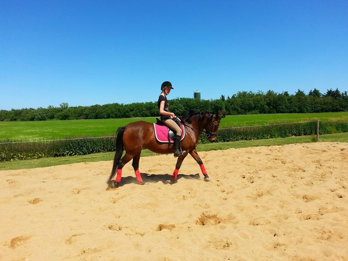 Anden særlig race MUFASJA *FASJA* søsters - Træning med mussen <3 sommer 2015 billede 5