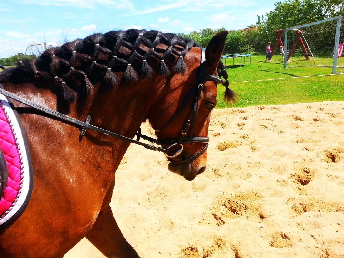 Anden særlig race MUFASJA *FASJA* søsters - Håret sat pænt :D sommer 2015 billede 2