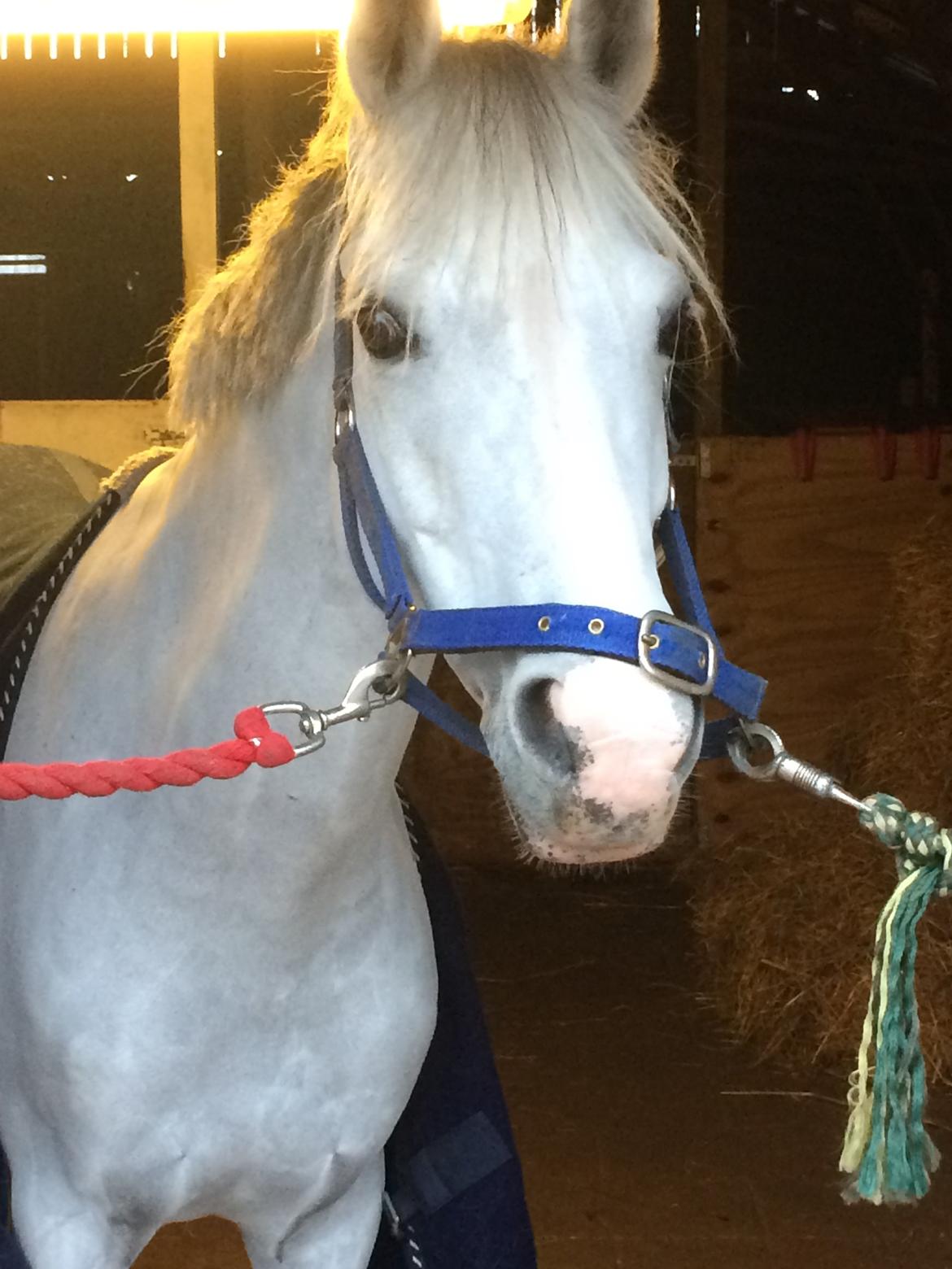 Tysk Sportspony T-leyla Girl billede 4