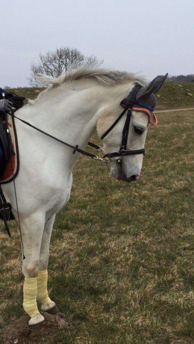 Tysk Sportspony T-leyla Girl billede 5