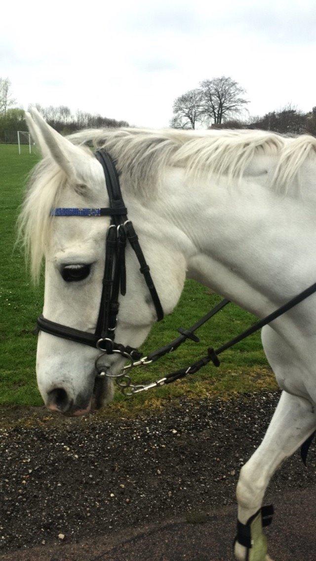 Tysk Sportspony T-leyla Girl billede 6