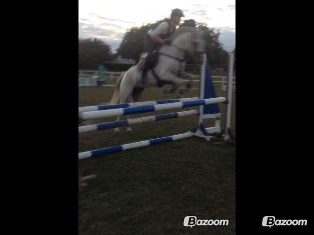 Tysk Sportspony T-leyla Girl - ikke så god kvali....:( men mb hun klarede det godt:) billede 10