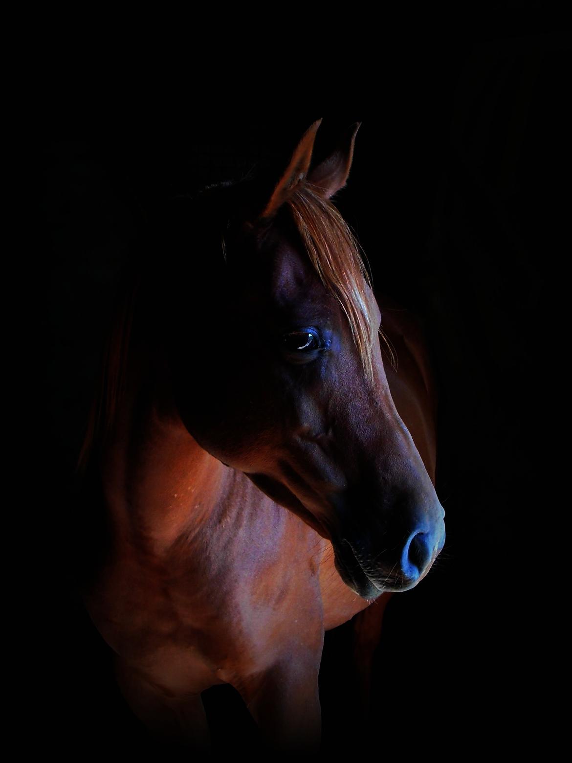 Arabisk fuldblod (OX) Ghazal Al Bahir - Det lykkedes endelig at få taget det her billede! August 2015 billede 1