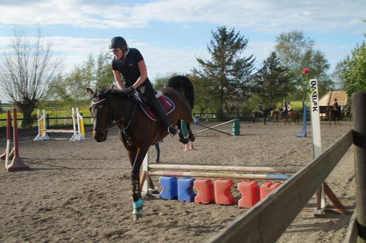 Anden særlig race Gipsy Girl billede 10