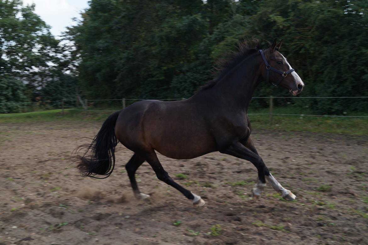 Dansk Varmblod ØSTERGÅRDENS DEISEY billede 11
