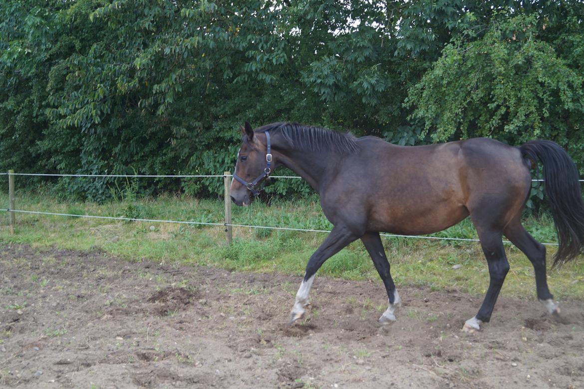 Dansk Varmblod ØSTERGÅRDENS DEISEY billede 12