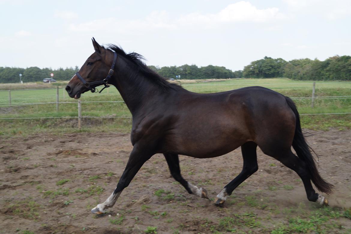 Dansk Varmblod ØSTERGÅRDENS DEISEY billede 14