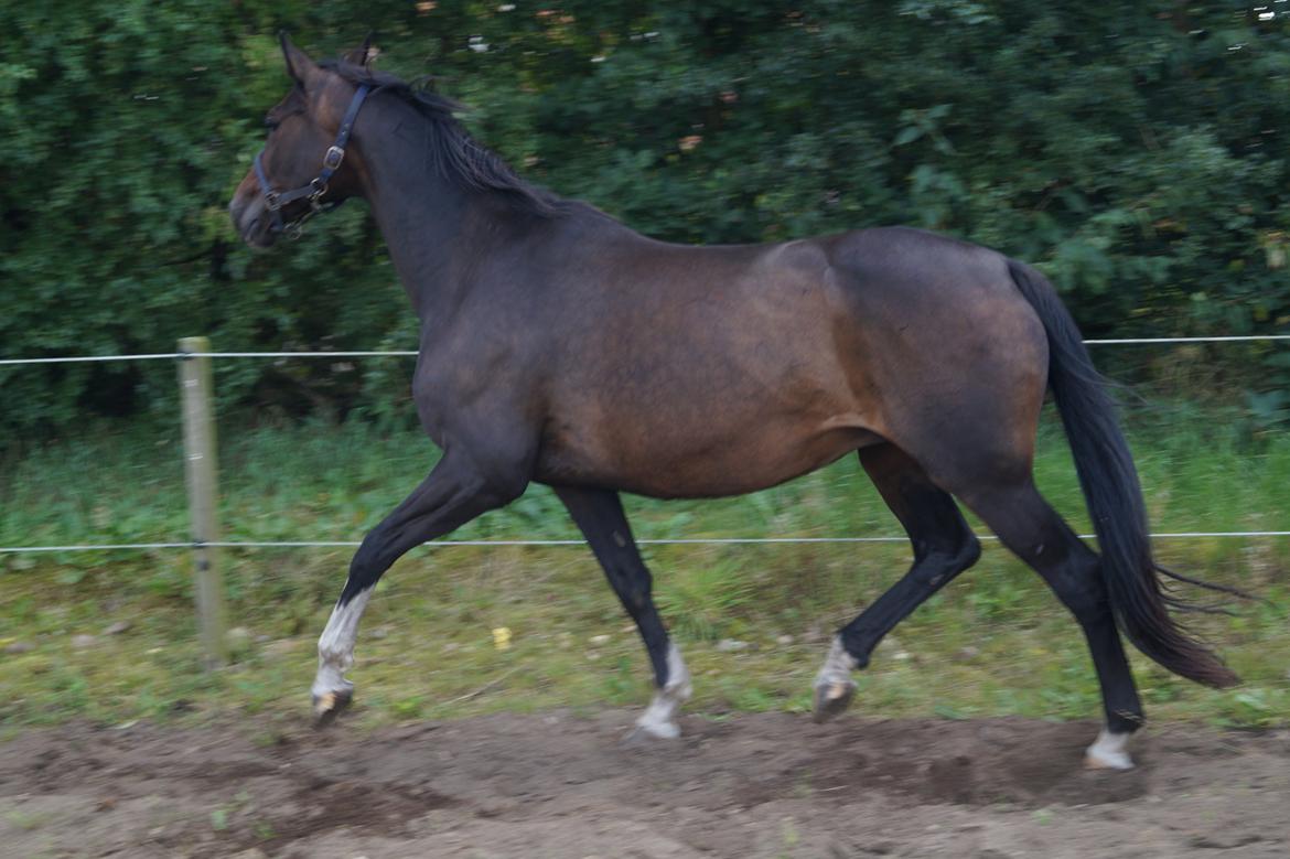 Dansk Varmblod ØSTERGÅRDENS DEISEY billede 13