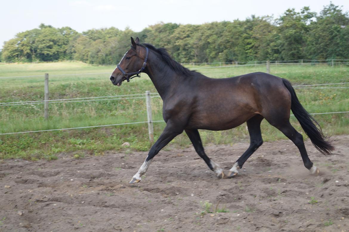 Dansk Varmblod ØSTERGÅRDENS DEISEY billede 15