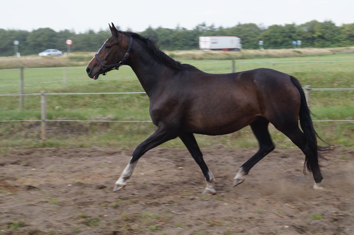 Dansk Varmblod ØSTERGÅRDENS DEISEY billede 16