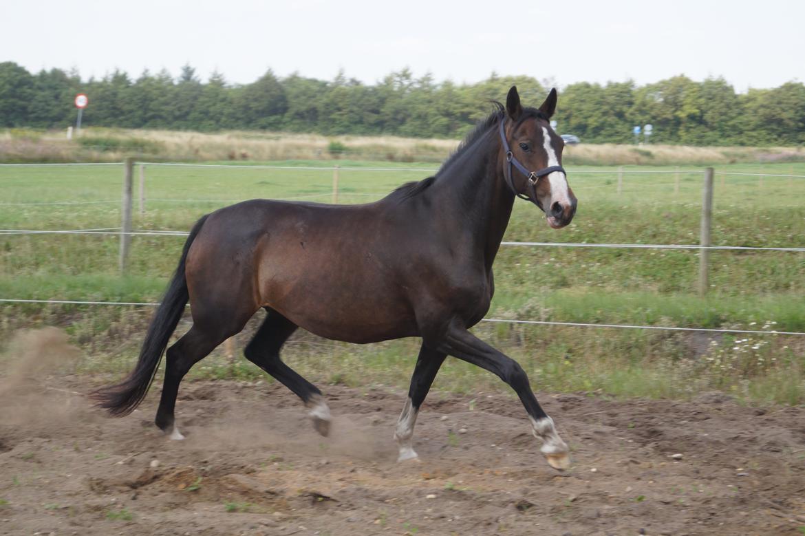 Dansk Varmblod ØSTERGÅRDENS DEISEY billede 17