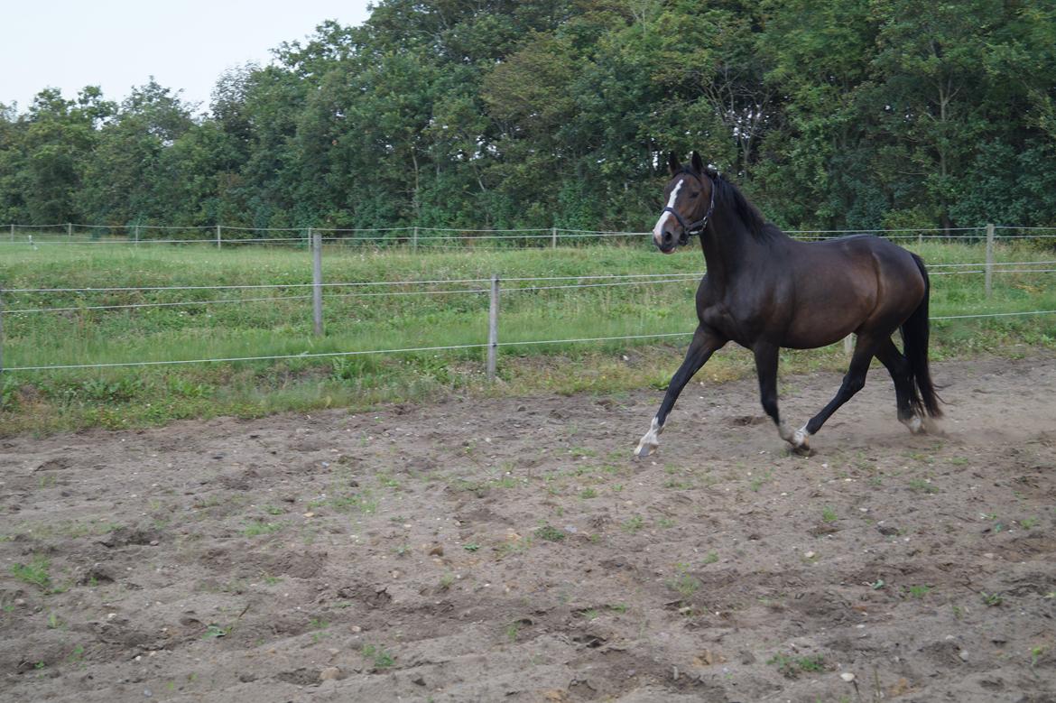 Dansk Varmblod ØSTERGÅRDENS DEISEY billede 18