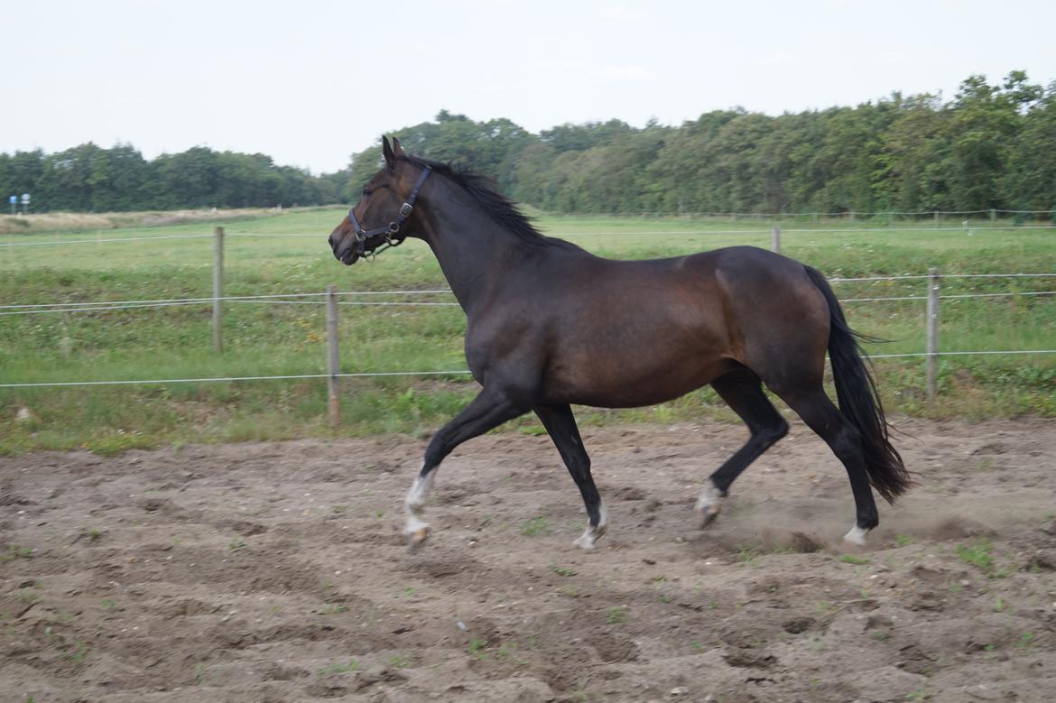 Dansk Varmblod ØSTERGÅRDENS DEISEY billede 19