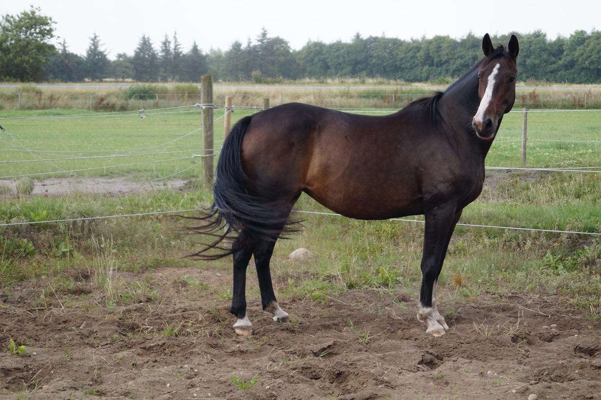 Dansk Varmblod ØSTERGÅRDENS DEISEY billede 20