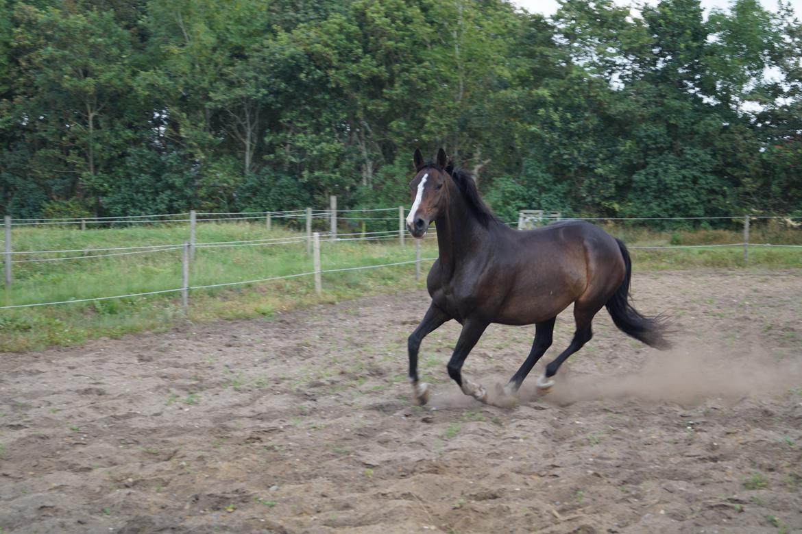 Dansk Varmblod ØSTERGÅRDENS DEISEY billede 21