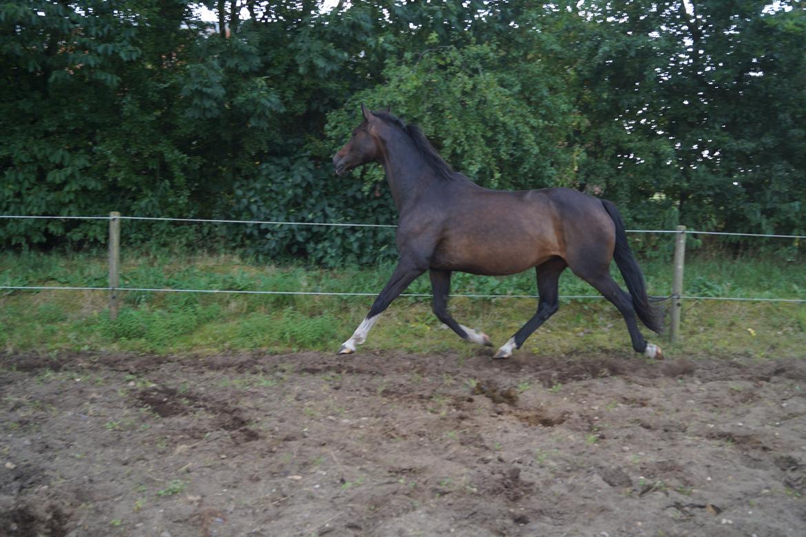 Dansk Varmblod ØSTERGÅRDENS DEISEY billede 22