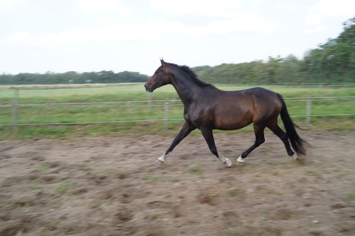 Dansk Varmblod ØSTERGÅRDENS DEISEY billede 23