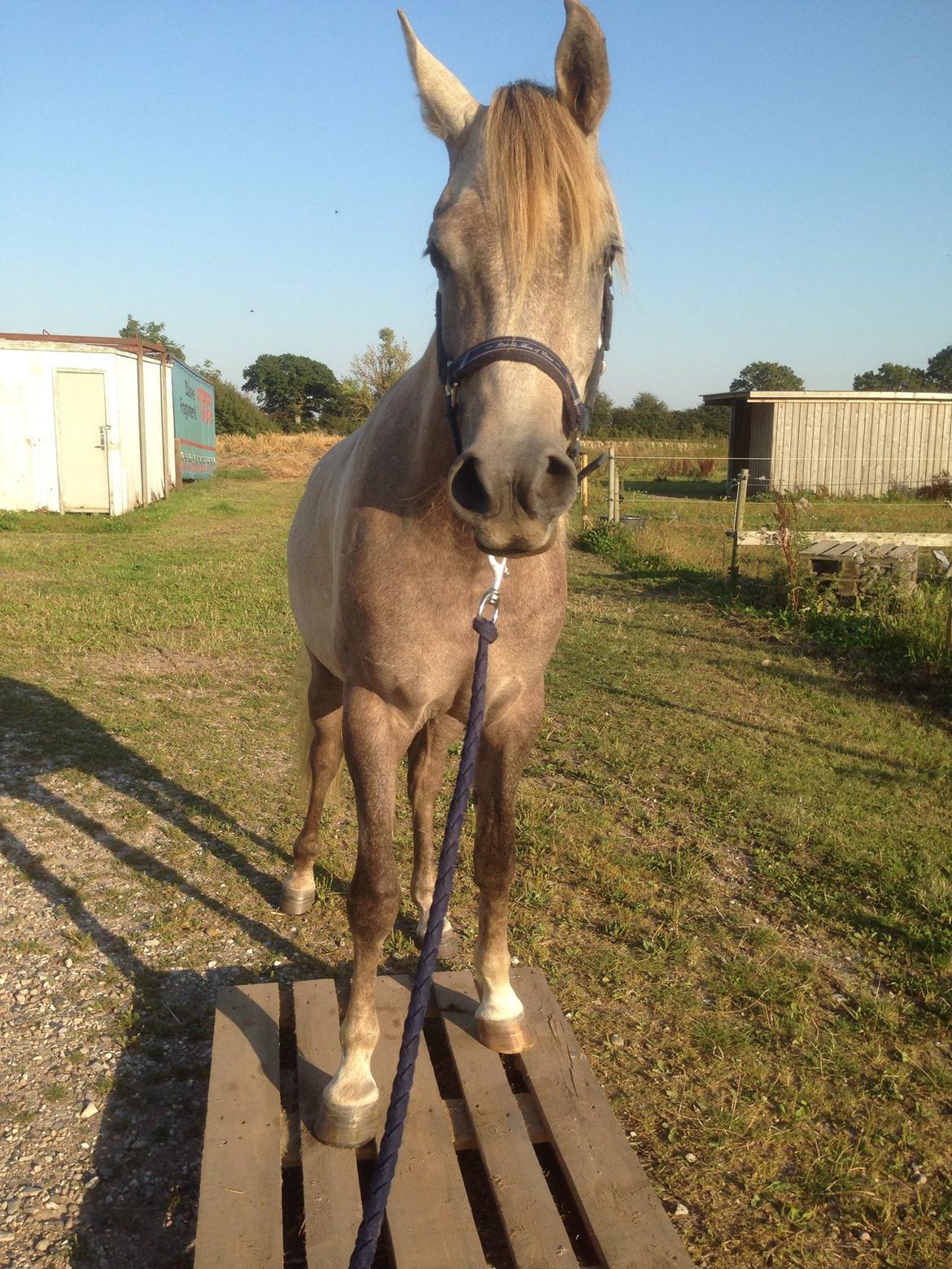 Arabisk fuldblod (OX) Rafiq billede 1