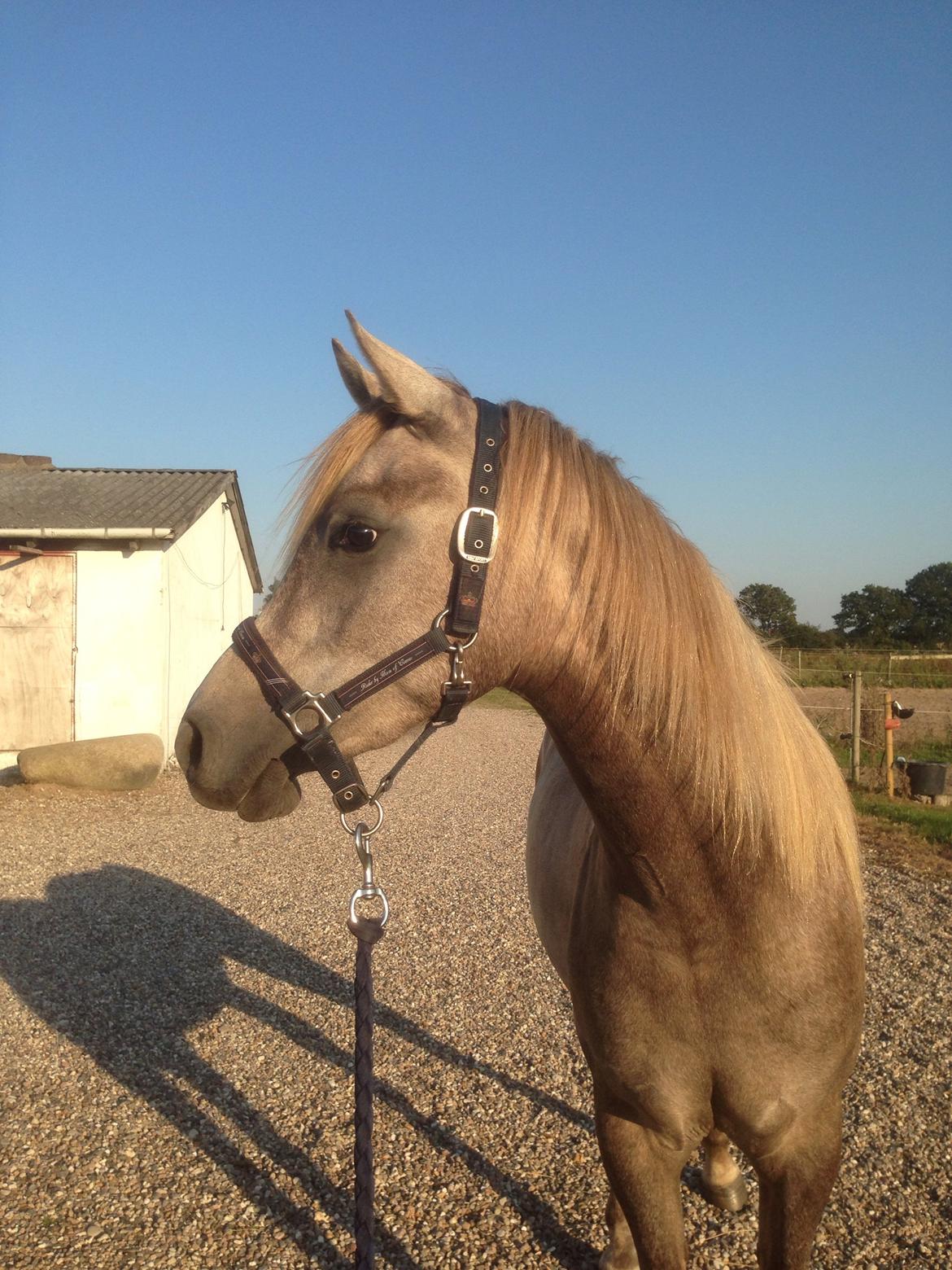 Arabisk fuldblod (OX) Rafiq billede 2